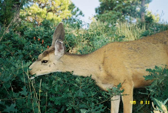 A hungry doe at the Grand Canyon