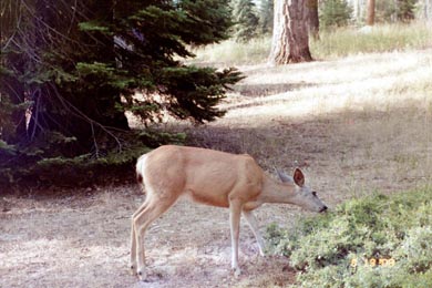 Doe - a deer - a female deer